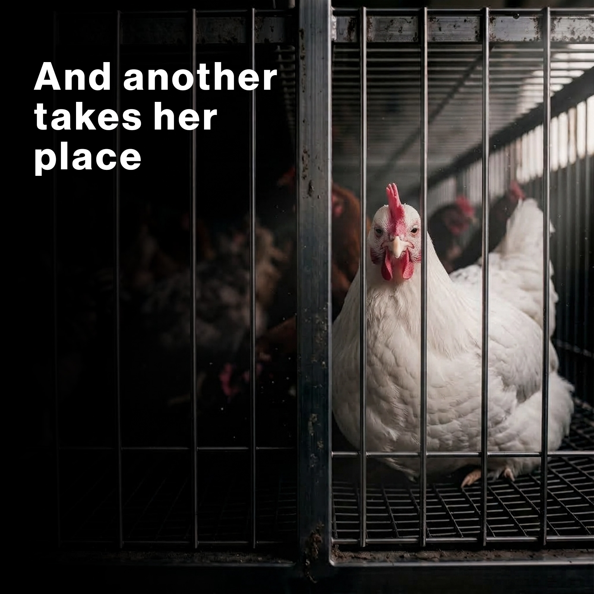 Animal Welfare Fund campaign slide 5