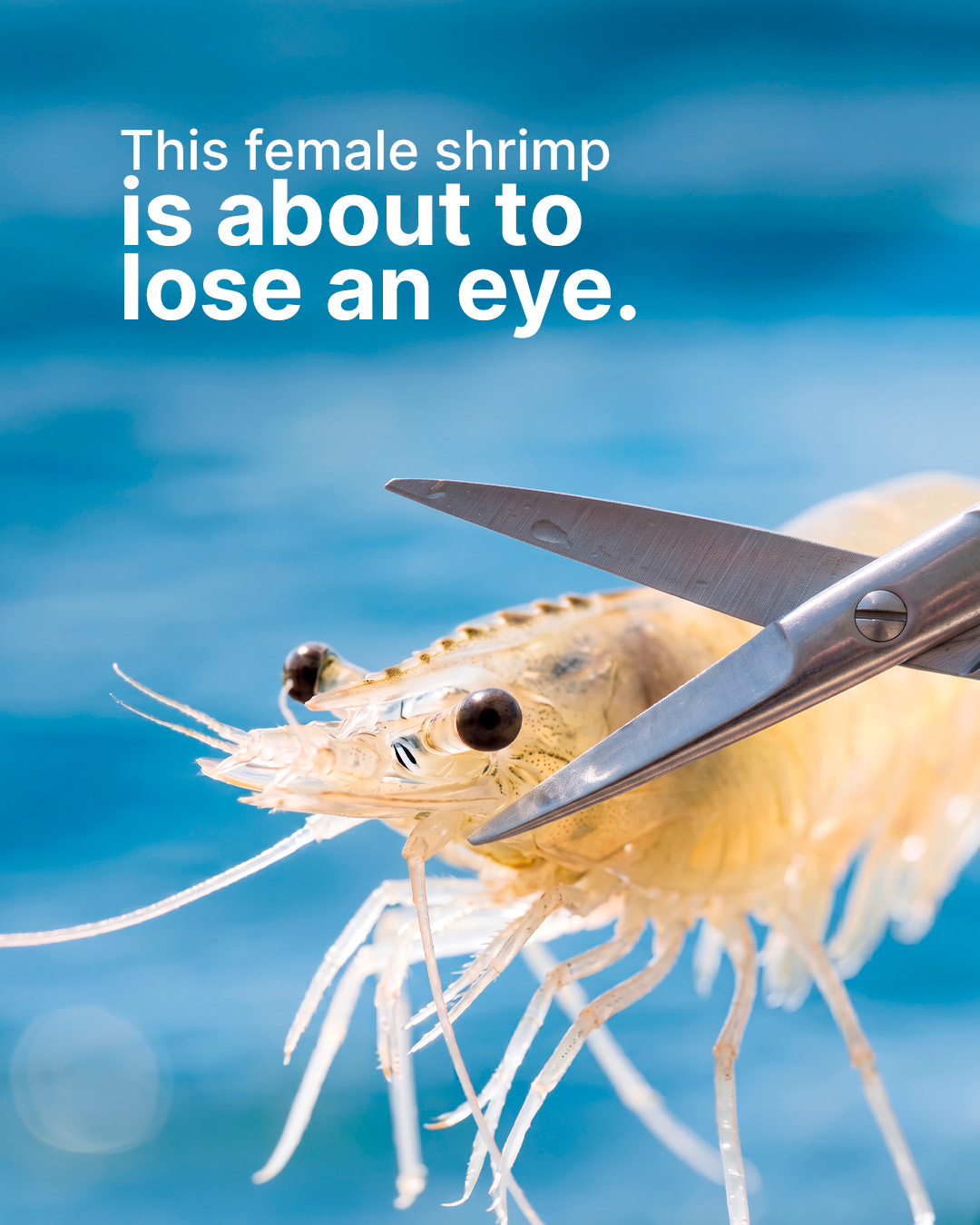 Eyestalk Ablation campaign slide 1
