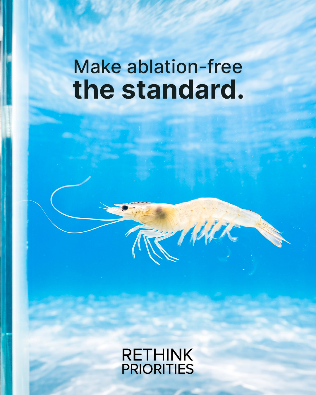 Eyestalk Ablation campaign slide 5
