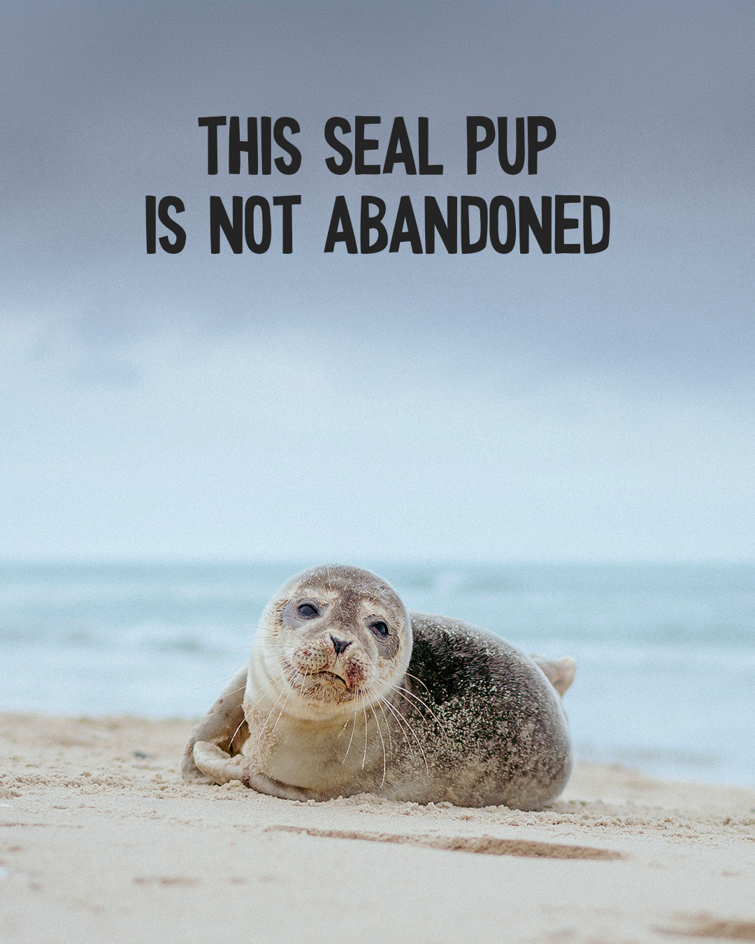 Baby seal campaign slide 1