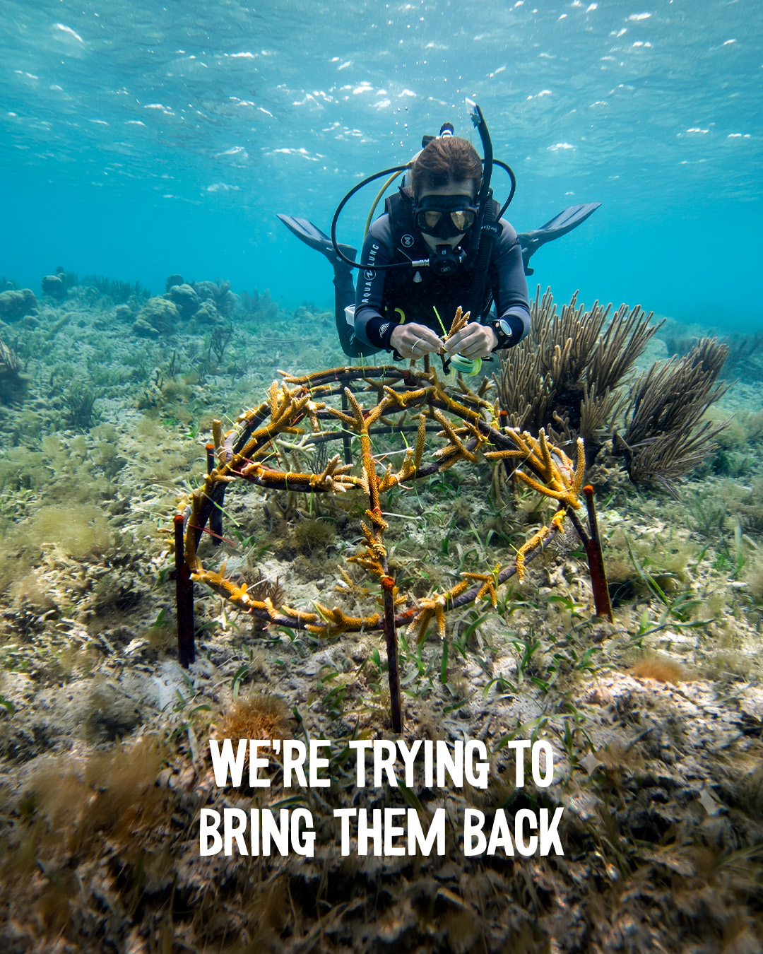 Coral campaign slide 5